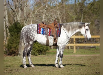 American Quarter Horse, Ruin, 10 Jaar, 157 cm, Schimmel