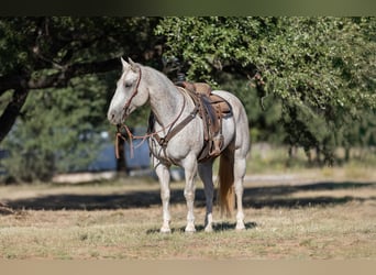 American Quarter Horse, Ruin, 10 Jaar, 157 cm, Schimmel