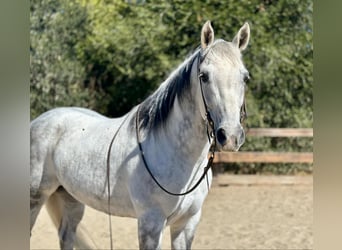 American Quarter Horse, Ruin, 10 Jaar, 157 cm, Schimmel