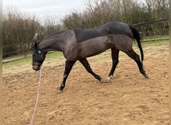 American Quarter Horse, Ruin, 10 Jaar, 158 cm, Bruin