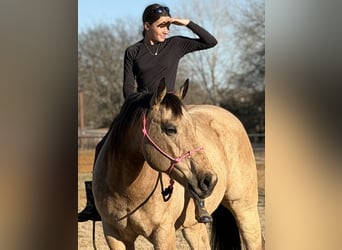 American Quarter Horse, Ruin, 10 Jaar, 160 cm, Buckskin