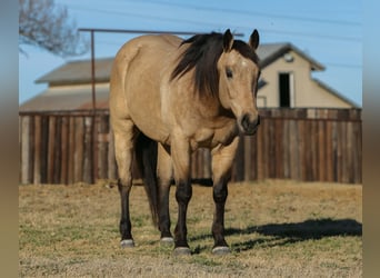 American Quarter Horse, Ruin, 10 Jaar, 160 cm, Buckskin