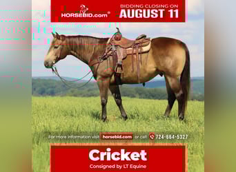 American Quarter Horse, Ruin, 10 Jaar, 160 cm, Buckskin