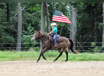 American Quarter Horse, Ruin, 10 Jaar, 160 cm, Buckskin