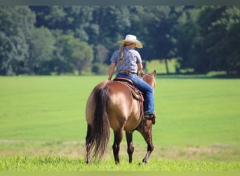 American Quarter Horse, Ruin, 10 Jaar, 160 cm, Buckskin