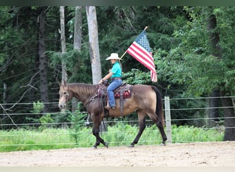 American Quarter Horse, Ruin, 10 Jaar, 160 cm, Buckskin