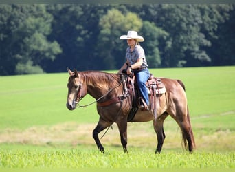 American Quarter Horse, Ruin, 10 Jaar, 160 cm, Buckskin