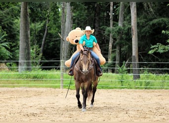 American Quarter Horse, Ruin, 10 Jaar, 160 cm, Buckskin