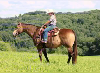 American Quarter Horse, Ruin, 10 Jaar, 160 cm, Buckskin