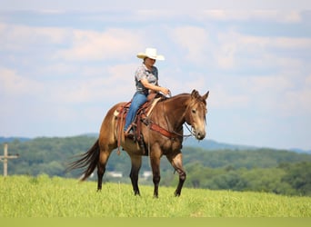 American Quarter Horse, Ruin, 10 Jaar, 160 cm, Buckskin