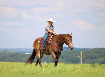 American Quarter Horse, Ruin, 10 Jaar, 160 cm, Buckskin