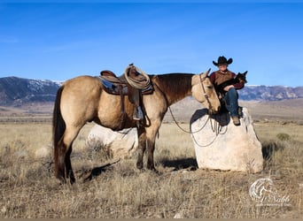 American Quarter Horse, Ruin, 10 Jaar, 160 cm, Buckskin