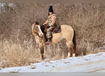 American Quarter Horse, Ruin, 10 Jaar, 160 cm, Buckskin