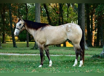 American Quarter Horse, Ruin, 10 Jaar, 160 cm, Buckskin