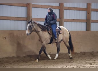 American Quarter Horse, Ruin, 10 Jaar, 160 cm, Buckskin