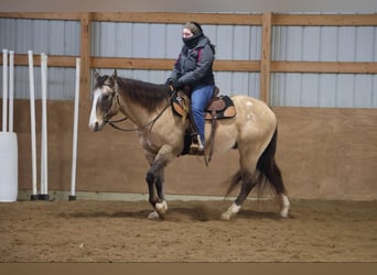 American Quarter Horse, Ruin, 10 Jaar, 160 cm, Buckskin