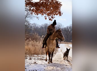 American Quarter Horse, Ruin, 10 Jaar, 160 cm, Buckskin