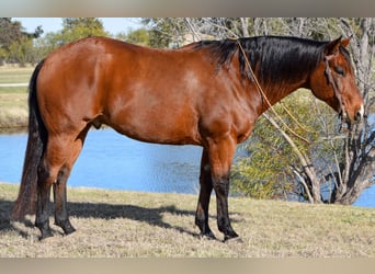 American Quarter Horse, Ruin, 10 Jaar, 160 cm, Roodbruin