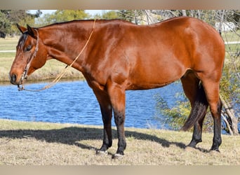 American Quarter Horse, Ruin, 10 Jaar, 160 cm, Roodbruin