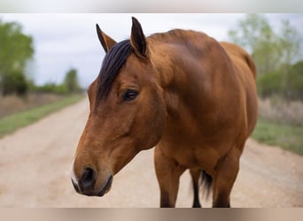 American Quarter Horse, Ruin, 10 Jaar, 160 cm, Roodbruin