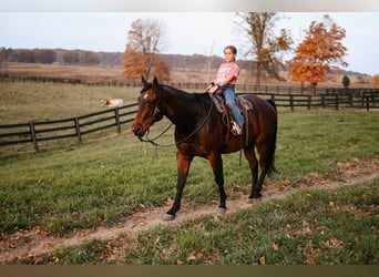 American Quarter Horse, Ruin, 10 Jaar, 160 cm, Roodbruin