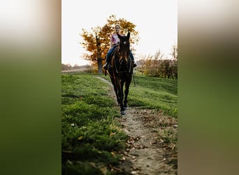 American Quarter Horse, Ruin, 10 Jaar, 160 cm, Roodbruin