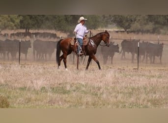 American Quarter Horse, Ruin, 10 Jaar, 160 cm, Roodbruin