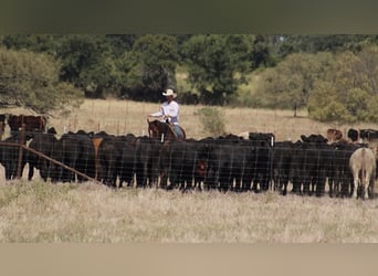 American Quarter Horse, Ruin, 10 Jaar, 160 cm, Roodbruin