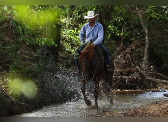 American Quarter Horse, Ruin, 10 Jaar, 160 cm, Roodvos