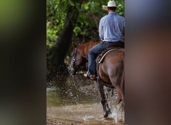 American Quarter Horse, Ruin, 10 Jaar, 160 cm, Roodvos