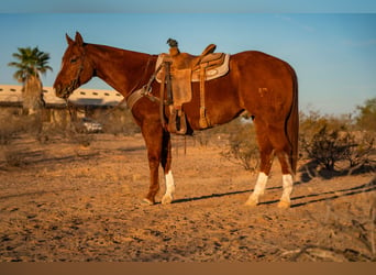 American Quarter Horse, Ruin, 10 Jaar, 160 cm, Roodvos