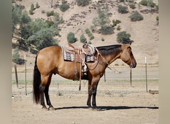 American Quarter Horse, Ruin, 10 Jaar, 163 cm, Falbe