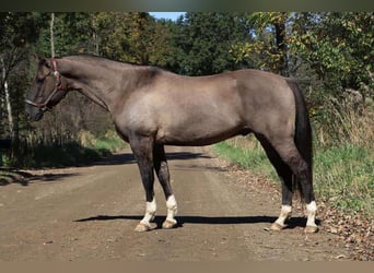 American Quarter Horse, Ruin, 10 Jaar, 163 cm, Grullo