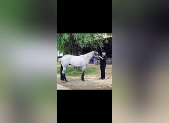 American Quarter Horse, Ruin, 10 Jaar, 163 cm, Roan-Blue
