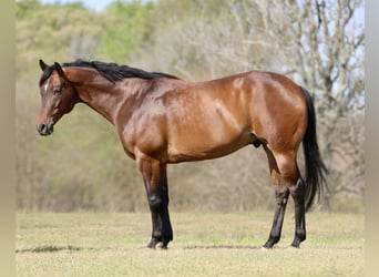 American Quarter Horse, Ruin, 10 Jaar, 163 cm, Roodbruin