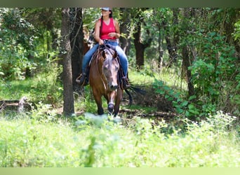 American Quarter Horse, Ruin, 10 Jaar, 163 cm, Roodbruin