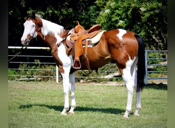 American Quarter Horse, Ruin, 10 Jaar, 163 cm, Tobiano-alle-kleuren