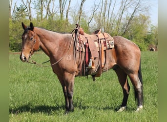 American Quarter Horse, Ruin, 10 Jaar, 165 cm, Roan-Bay