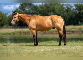 American Quarter Horse, Ruin, 10 Jaar, Buckskin