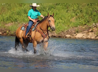 American Quarter Horse, Ruin, 10 Jaar, Buckskin