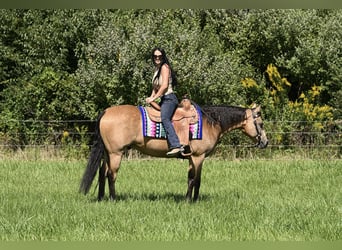 American Quarter Horse, Ruin, 10 Jaar, Buckskin