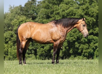 American Quarter Horse, Ruin, 10 Jaar, Buckskin