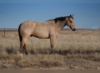 American Quarter Horse, Ruin, 10 Jaar, Buckskin