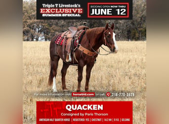 American Quarter Horse Mix, Ruin, 10 Jaar, Donkere-vos