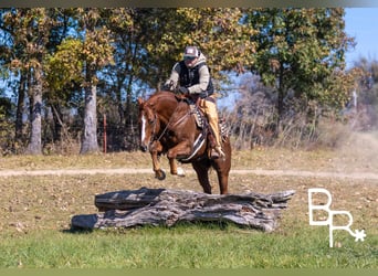 American Quarter Horse, Ruin, 10 Jaar, Donkere-vos