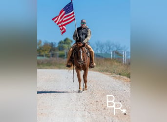 American Quarter Horse, Ruin, 10 Jaar, Donkere-vos