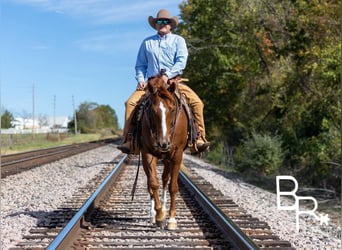 American Quarter Horse, Ruin, 10 Jaar, Donkere-vos