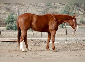 American Quarter Horse, Ruin, 10 Jaar, Donkere-vos