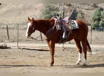 American Quarter Horse, Ruin, 10 Jaar, Donkere-vos