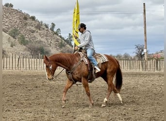 American Quarter Horse, Ruin, 10 Jaar, Donkere-vos